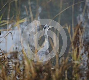 Grey heron in wetlands