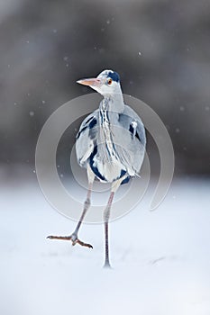 Grey Heron in white snow wind during cold winter. Wildlife scene from nature. White field with animal. Strong wind with heron. Her