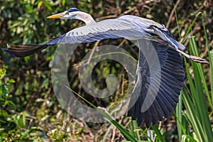 Grey heron in wild