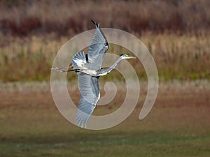 Grey Heron (Ardea cinerea) in flight over a field photo