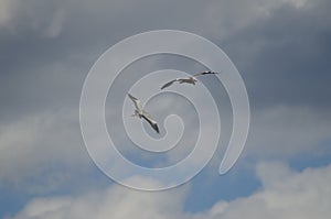 Grey herons Ardea cinerea in flight. photo