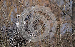 Grey Herons Chicks in Nest