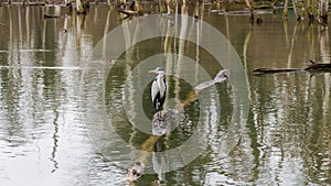 Grey herons in the first line in the pond