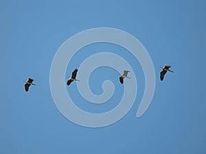 Grey herons in flight against the sky