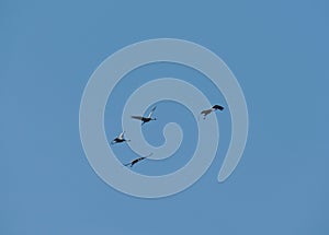 Grey Herons In Flight