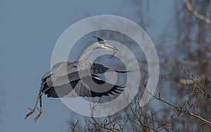 Grey Herons Nest Building