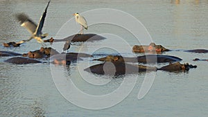 Grey herons standing on submerged hippos