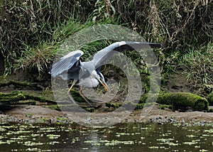 A Grey Herron at a riverside with an Eel that his had caught
