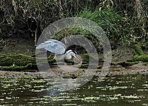 A Grey Herron at a riverside with an Eel that his had caught