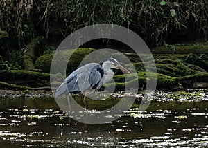 A Grey Herron at a riverside looking for food