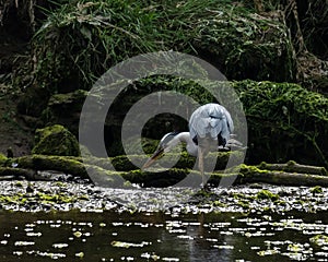 A Grey Herron at a riverside looking for food