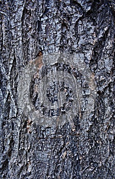Grey high contrast tree bark