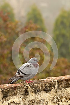Grey himalyan pigeon photo