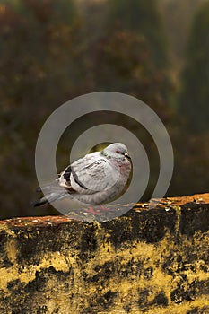 Grey himalyan pigeon photo