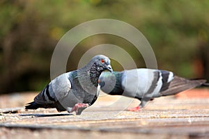 Grey himalyan pigeon