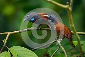 Grey-hooded babbler - Cyanoderma bicolor bird in Timaliidae in Borneo and Banggai Island green forest, formerly considered photo