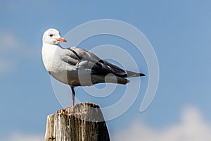 Grey-hooded Gull (Chroicocephalus cirrocephalus) at Naivasha lake, Ken