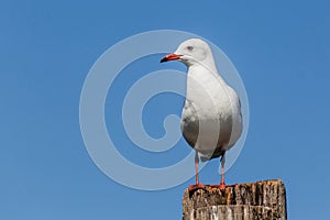 Grey-hooded Gull (Chroicocephalus cirrocephalus) at Naivasha lake, Ken