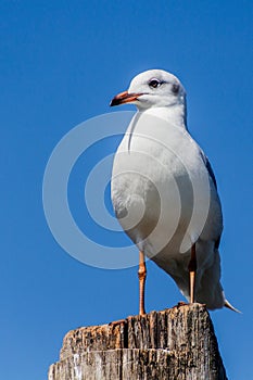 Grey-hooded Gull (Chroicocephalus cirrocephalus) at Naivasha lake, Ken