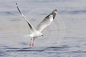 Grey Hooded Gull with fish in mouth