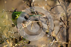 Grey-hooded parakeet photo