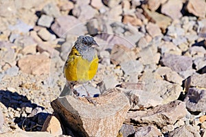 Grey-hooded Sierra Finch, Phrygilus Gayi, species of bird in the family Thraupidae, Elqui valley, Vicuna, Chile