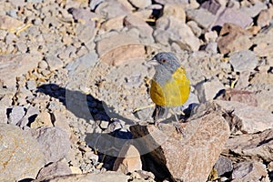Grey-hooded Sierra Finch, Phrygilus Gayi, species of bird in the family Thraupidae, Elqui valley, Vicuna, Chile