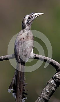 Grey hornbill