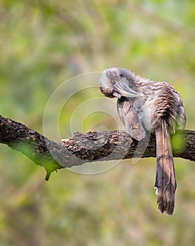 A Grey Hornbill