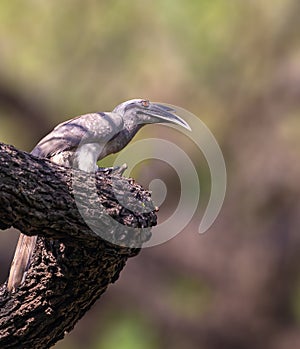 A Grey Hornbill