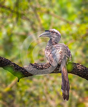 A Grey Hornbill