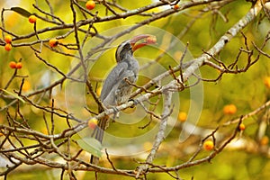 Grey hornbill, Ocyceros birostris, Dandeli, Karnataka, India