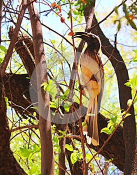 Grey hornbill sitting on a tree, wildlife of South Africa