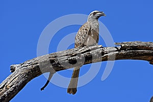 Grey hornbill Tockus nasutus in the Waterberg Biosphere Namibia