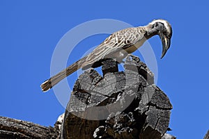 Grey hornbill Tockus nasutus in the Waterberg Biosphere Namibia