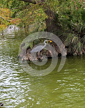 The Grey Horned Bird and the Golden Fish predator and prey