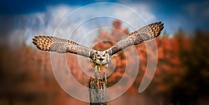 Grey Horned Owl