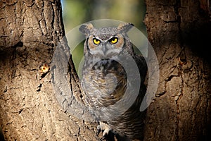 Grey Horned Owl in Colorado Park