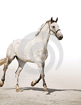 Grey horse