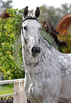 Grey horse