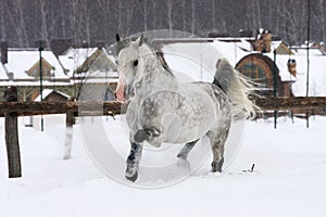 Grey horse