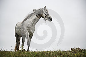 Grey Horse