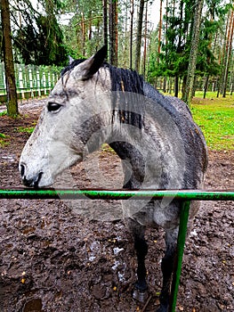 Grey horse in Belovezhskaya Pushcha