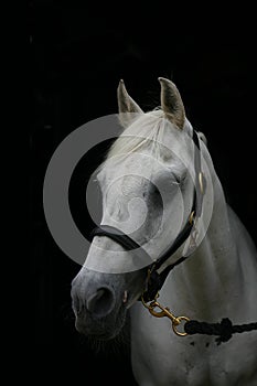 Grey horse, black background