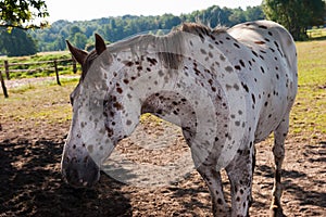 Grey horse with black dots