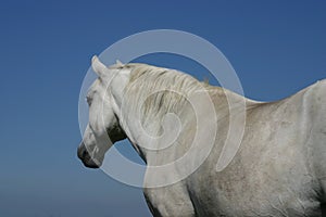 Grey horse, blue sky