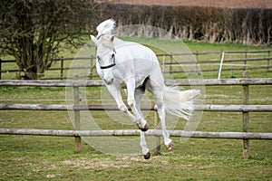 Grey Horse bucking in field