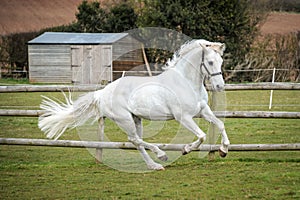 Grey Horse cantering in field