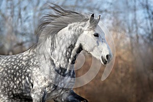 Grey horse close up
