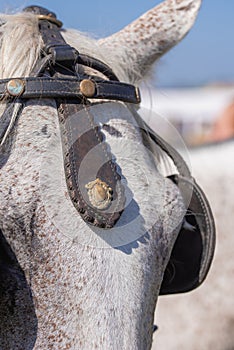 Grey Horse,Close-up of horse. portrait of grey horse